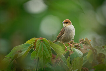 Hunters Cisticola - Cisticola hunteri pale brown bird in the family Cisticolidae, found in Kenya,...