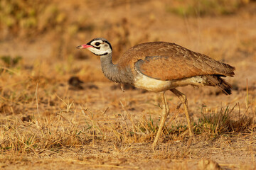 Obraz na płótnie Canvas White-bellied Bustard or white-bellied korhaan - Eupodotis senegalensis an African species of big bird, widespread in sub-Saharan Africa in grassland and open woodland, male open wings