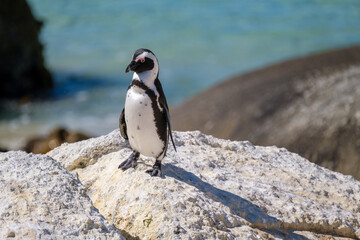 Penguins off the coast of Simons Town, South Africa