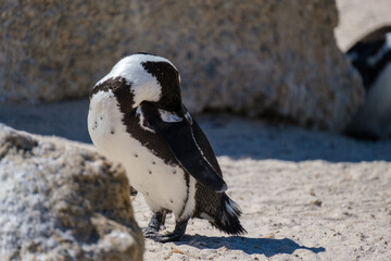 Fototapeta premium Penguins off the coast of Simons Town, South Africa