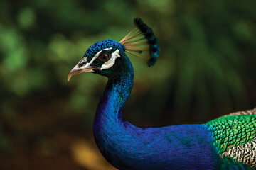 The Proud Peacock