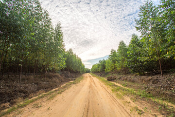 road in the forest