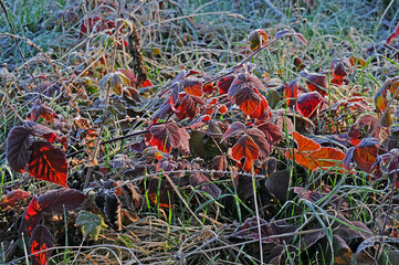Frozen red leaves on green grass