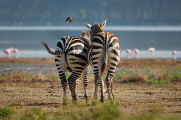 Obraz premium Plains Zebra - Equus quagga formerly Equus burchellii, also common zebra, most common and widespread species of zebra, black and white stripes in savannah, back view pair in love in Lake Nakuru.