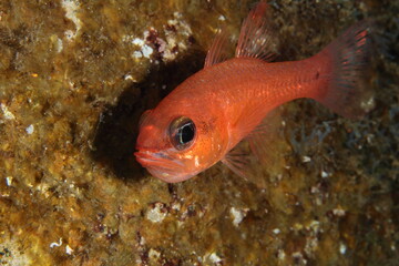 Obraz na płótnie Canvas Little orange fish with its roe in its mouth