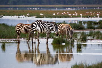 Fototapeta na wymiar Plains Zebra - Equus quagga formerly Equus burchellii, also common zebra, most common and widespread species of zebra, black and white stripes in lake Amboseli in Kenya