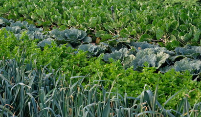 duch agriculture one man farm in amsterdam
