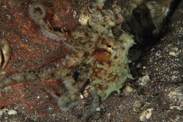 behavior of an octopus when observed