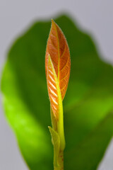 Red Avocado Sprout 03