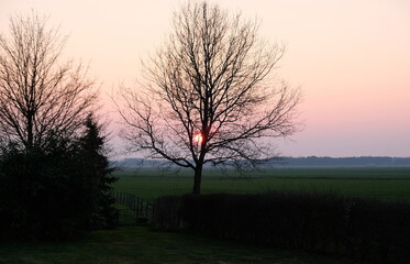 sunset through a tree in the meadow
