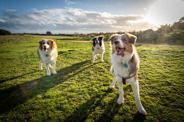 dog on the hill