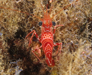Small marine invertebrates in their environment