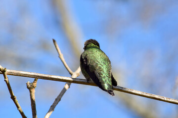 Hummingbird Green 02
