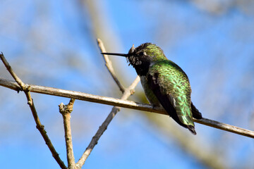 Hummingbird Green 08