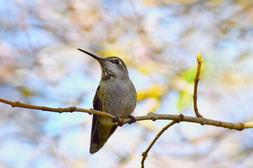 Annas Hummingbird 01
