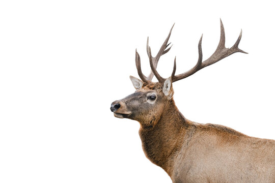 Portrait of The red deer with huge horns is isolated on white background. Red deer close up. Banner with copy space.