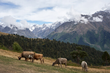 A picturesque scene of cows grazing in a mountainous landscape, showcasing the natural beauty and tranquility of the environment.