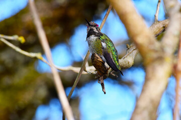 Green Annas Hummingbird 11