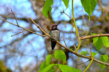 Wisteria Hummingbird 04