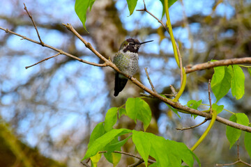 Wisteria Hummingbird 08