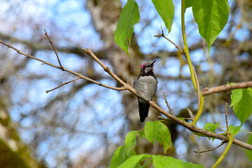 Wisteria Hummingbird 17
