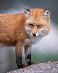 Young Red Fox is standing and alert