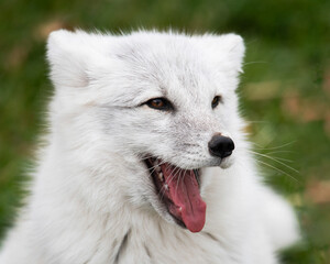 Arctic fox closeup head shot with open mouth having fun while playing