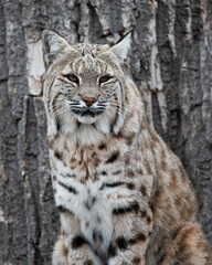 Bobcat closeup portrait in front of brown tree bark