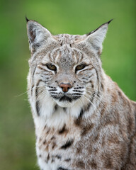 Bobcat closeup portrait with green background
