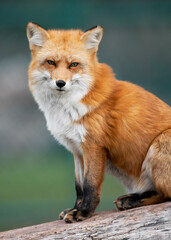 Young Red Fox looking directly into camera