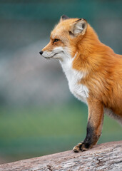 Young Red Fox profile portrait