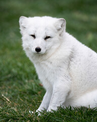 Young Arctic fox on green grass