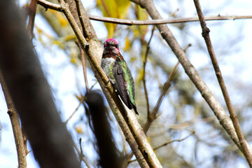 Glancing Hummingbird 04