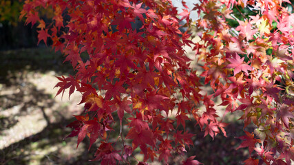 日本の秋・紅葉