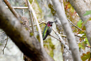 Annas Red Capped Hummingbird 03