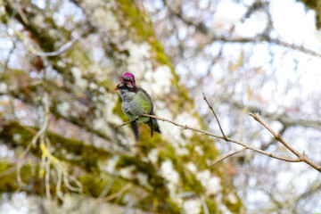 Tiny Branch Hummingbird 05