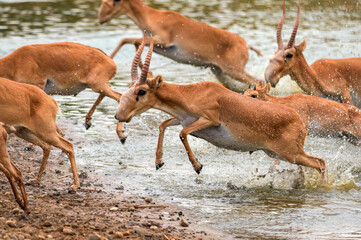 A herd of saigas gallops at a watering place