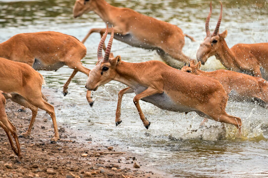 A herd of saigas gallops at a watering place