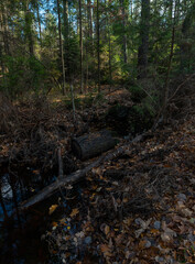 A small stream deep in the woods. Autumn in the forest. Swietokrzyskie Mountains in Poland.