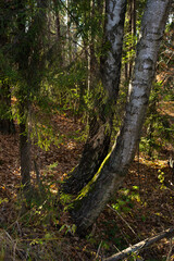 Obraz premium Backlighted young spruce and two trunks of birch trees. Autumn in the forest. Świętokrzyskie Mountains in Poland.