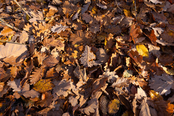 Fallen leaves. Autumn in the forest. Świętokrzyskie Poland.
