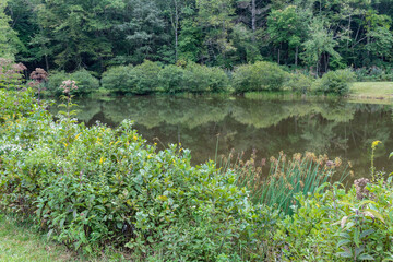 Landscape featuring a still pond, reflections of the surrounding trees and bushes, late summer...