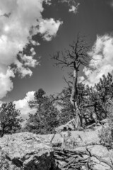 Old dead tree on a rocky soil in Rocky Mountain National Park
