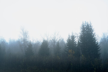 Fototapeta na wymiar Mystical, Dark forest in the fog, fantasy landscape. Ominous, gloomy forest in the evening