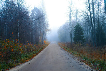 Obraz premium Mystical trail or road. Dark forest in the fog, fantastic landscape. Ominous gloomy forest in the evening