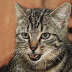 portrait of a nice cat