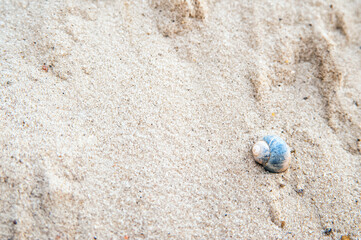Snail shell close-up on textured natural sand...
