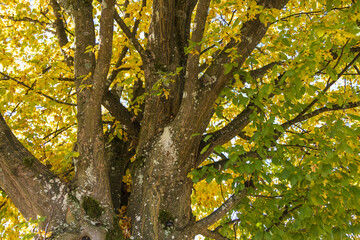 Yellow and green foliage on tree branches