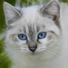 portrait of a nice cat