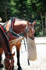 Horse eats a forage in forest, Horses carriage in mountains Poland Zakopane, Resting eating horses. Feeding of horses somwherein  mountains